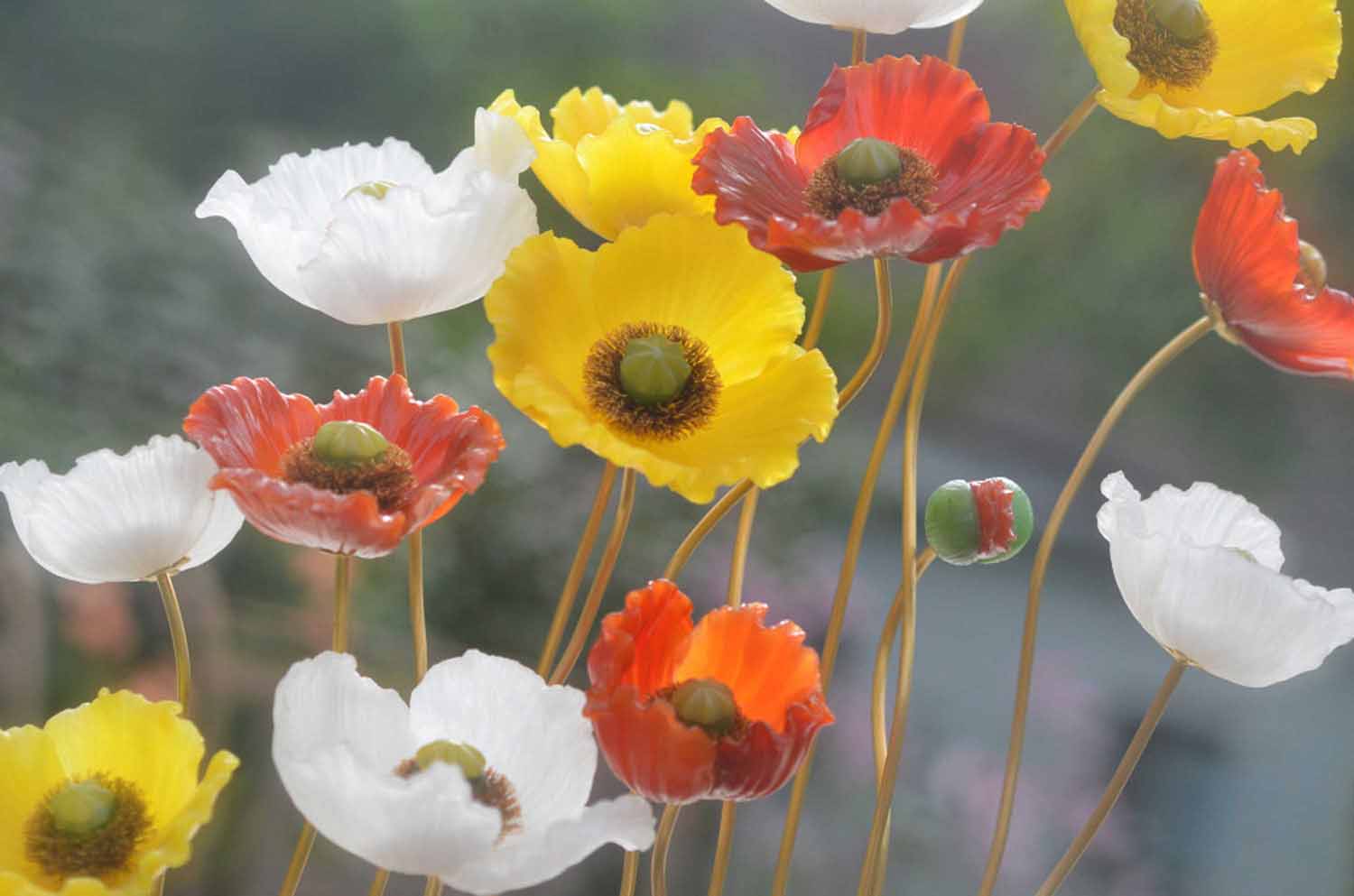 Iceland Poppy