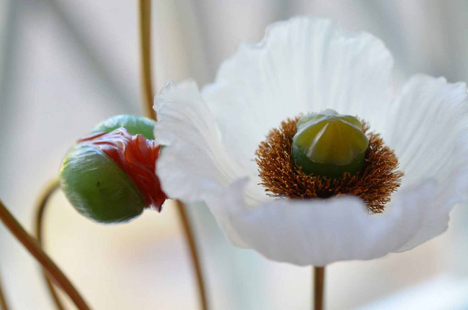Iceland Poppy
