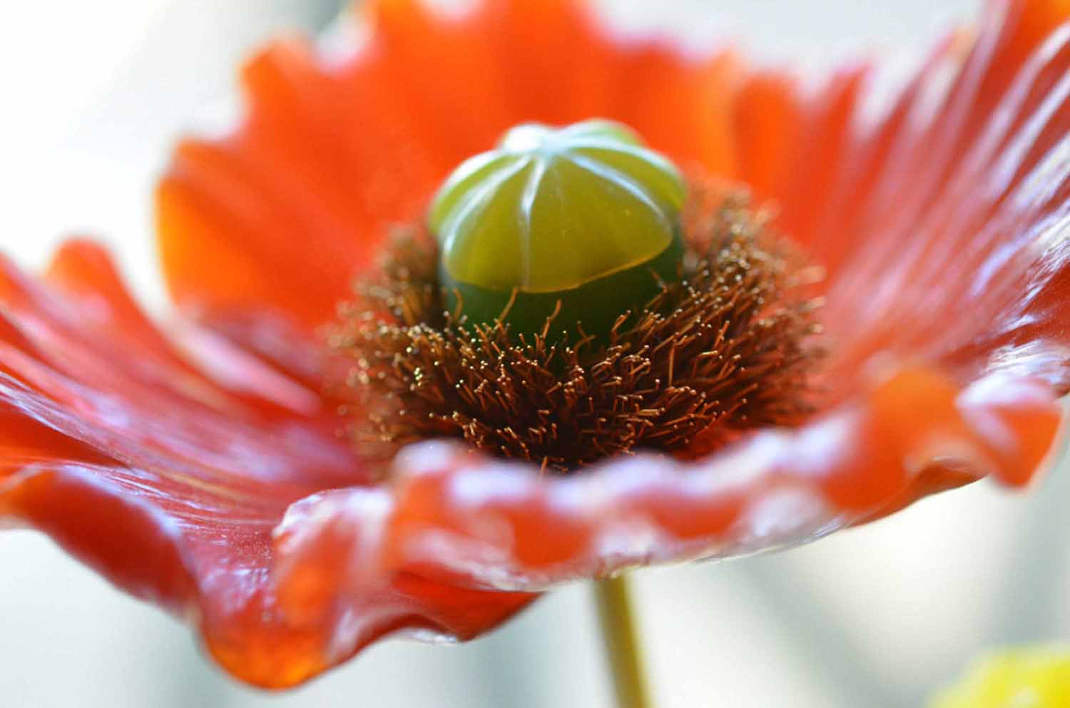 Iceland Poppy