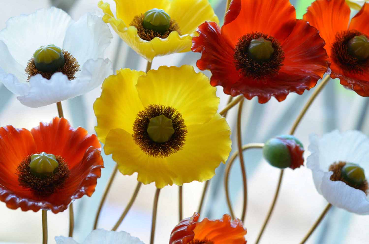 Blumen und Blüten